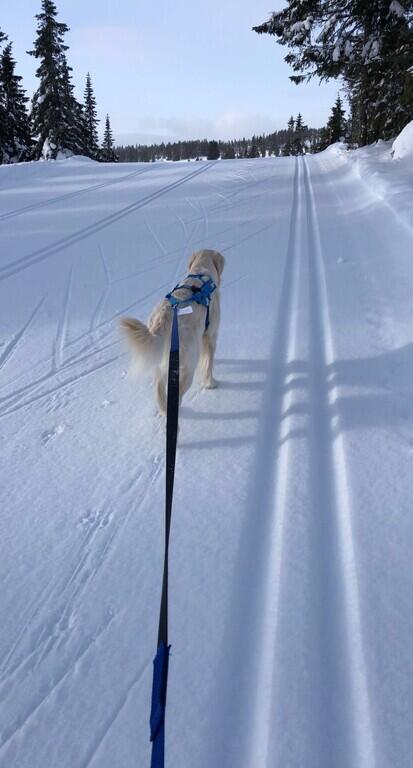 Hund i bånd på skitur