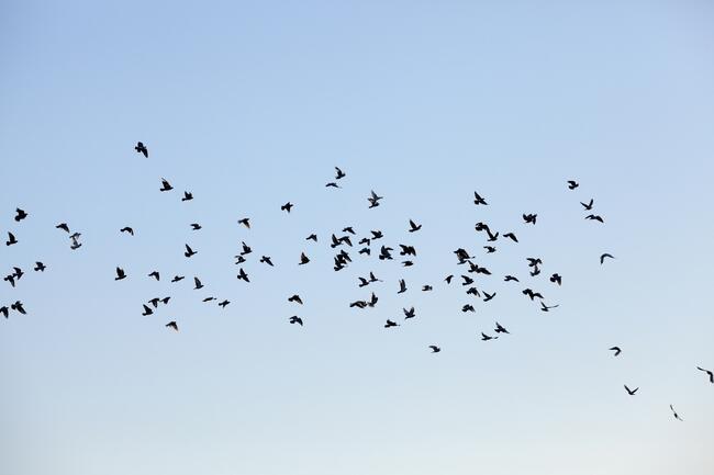 16592568-birds-flying-in-the-sky