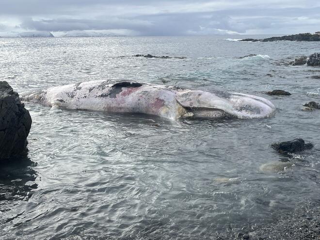 Bilde av død hval i fjæra. Foto: Jeanette Kaspersen, Beredskapskoordinator