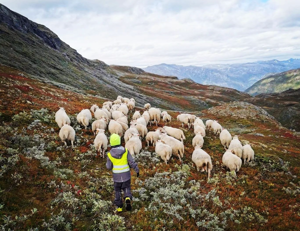 Illustrasjonsbilete av sauesank