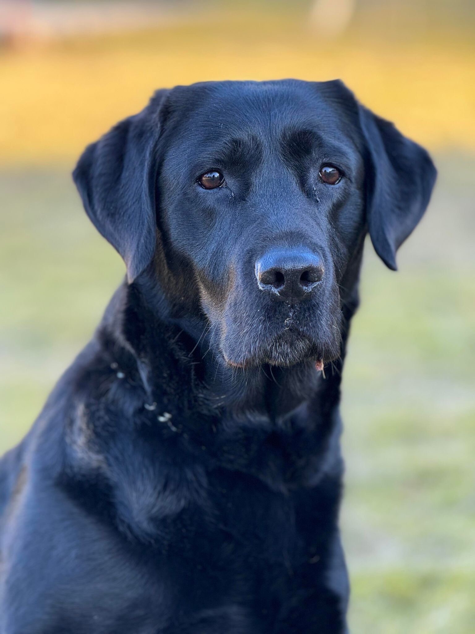 Svart labrador utendørs. På bildet vises hode og litt av overkroppen.