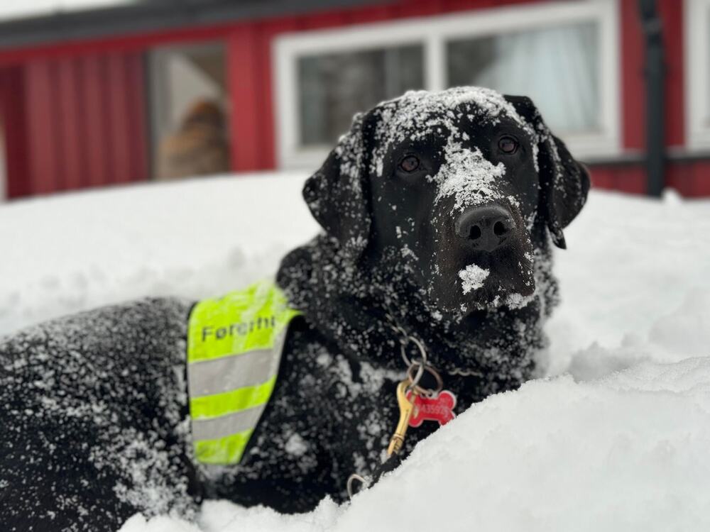 Svart labradør i dyp snø. Hunden har på seg grønn refleksvest med skriften førerhund