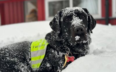 Svart labradør i dyp snø. Hunden har på seg grønn refleksvest med skriften førerhund