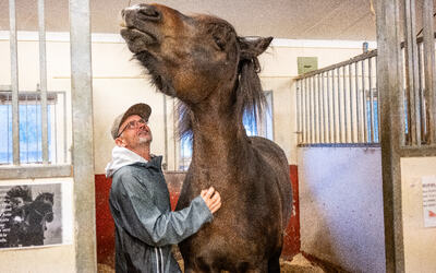 En person med briller og caps stryker en brun hest i en innhengning.