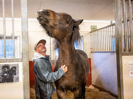 En person med briller og caps stryker en brun hest i en innhengning.