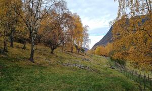 Attitråve