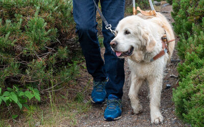 Bilde av en lysbrun hund med sele på. Til venstre for hunden er ses beina til personen som går ved siden av hunden.