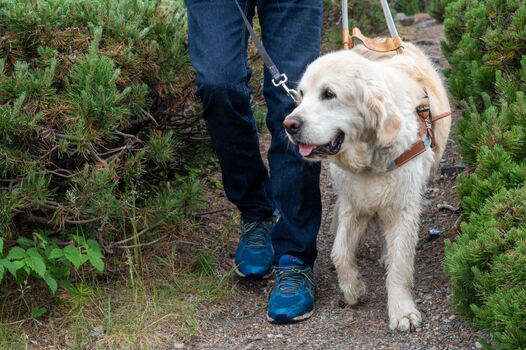 Bilde av en lysbrun hund med sele på. Til venstre for hunden er ses beina til personen som går ved siden av hunden.