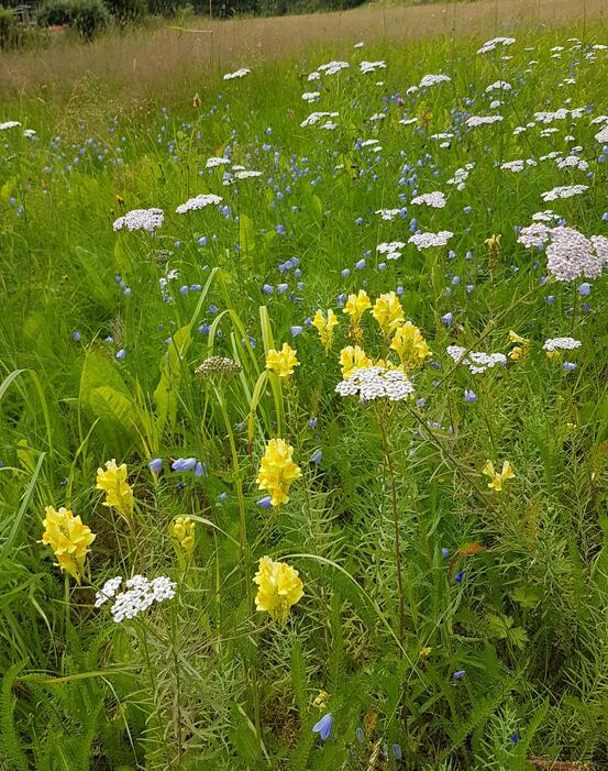 Blomstereng