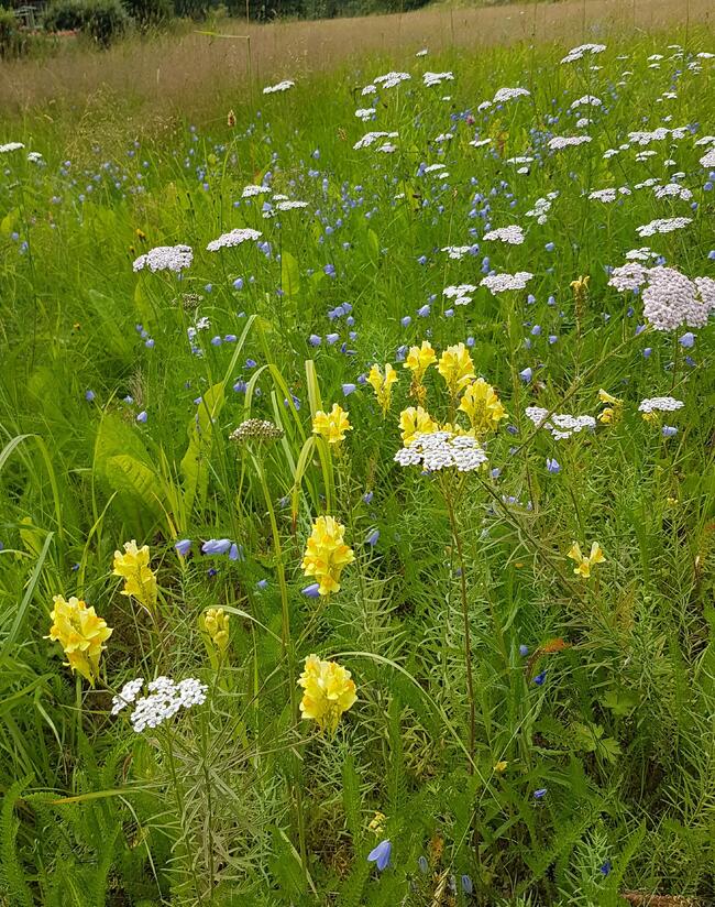 Blomstereng