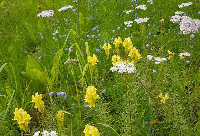 Blomstereng