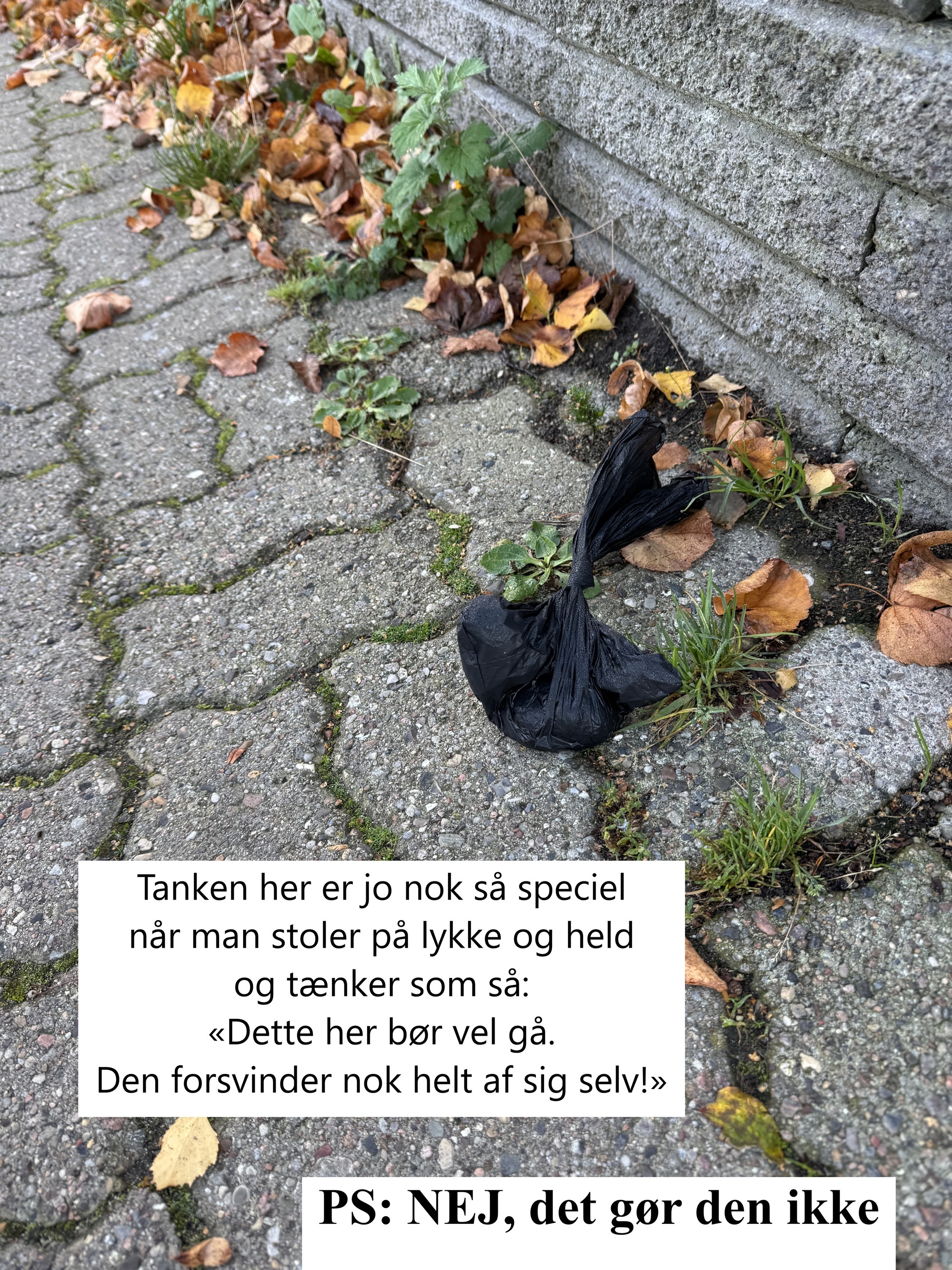 Hundepose.jpg