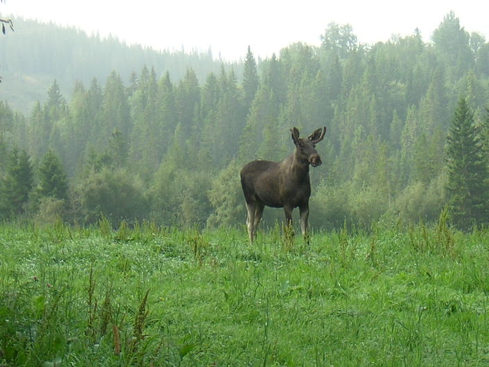 Foto: Jarle Rennan Elg fra Inderøy.